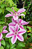 CLEMATIS ‘DARIUS’