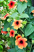 THUNBERGIA ALATA ‘ARIZONA GLOW’