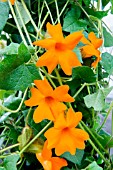 THUNBERGIA GREGORII