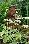 PEUCEDANUM OSTRUTHIUM ‘DAPHNIS’