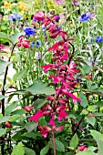 SALVIA ‘WENDY’S WISHE’