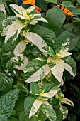 MENTHA X PIPERATA F. CITRATA