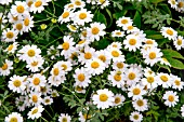 TANACETUM NIVEUM ‘JACKPOT’