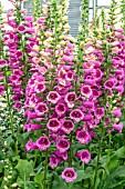 DIGITALIS PURPUREA ‘PURPLE CAROUSEL’