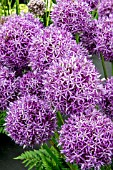 ALLIUM ‘PIN BALL WIZARD’