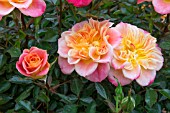 ROSA ‘MANDARIN’