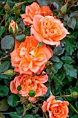 ROSA ‘WILDFIRE’