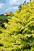 RHUS TYPHINA ‘TIGER EYES’