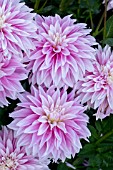 DAHLIA ‘SWEET TIAMO’