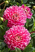 DAHLIA MELODY ‘PINK ALLEGRO’