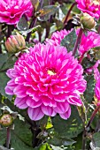 DAHLIA MELODY ‘FANFARE’