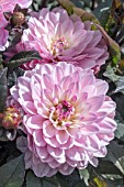 DAHLIA MELODY ‘HARMONY’