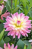 DAHLIA MELODY ‘GYPSY’