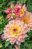 DAHLIA MELODY ‘DORA’