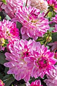 DAHLIA ‘SINCERITY’