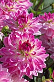 DAHLIA ‘SINCERITY’