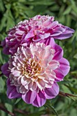 DAHLIA ‘TAKE OFF’