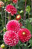 DAHLIA MELODY ‘DIXIE’