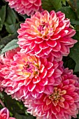 DAHLIA MELODY ‘ALLEGRO’