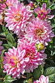 DAHLIA ‘PINK MAGIC’