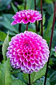 DAHLIA ‘HAPPY HOUR’