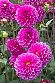 DAHLIA ‘PURPLE FOX’