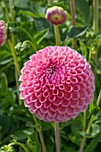 DAHLIA ‘JOWEY WINNIE’