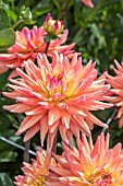 DAHLIA ‘KARMA CORONA’