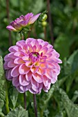 DAHLIA ‘SENIORS SWING’