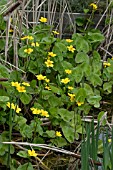 CALTHA PALUSTRIS