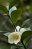 MAGNOLIA LEAVIFOLIA VELVET & CREAM