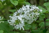 SYRINGA OBLATA VAR. ALBA