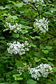 SYRINGA OBLATA VAR. ALBA