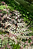 ATHYRIUM OTOPHORUM VAR. OKANUM