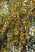 SOPHORA MICROPHYLLA