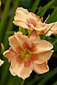 HEMEROCALLIS JANICE BROWN