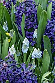 HYACINTHUS ORIENTALIS PETER STUYVESANT WITH MUSCARI AUCHERI OCEAN MAGIC