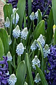 MUSCARI AUCHERI OCEAN MAGIC