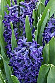 HYACINTHUS ORIENTALIS PETER STUYVESANT