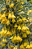 SOPHORA MICROPHYLLA HILSOP