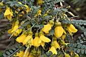 SOPHORA MICROPHYLLA HILSOP