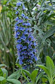 ECHIUM BROUSSONETII