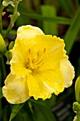 HEMEROCALLIS WALKING ON SUNSHINE