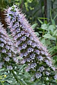 ECHIUM HIERRENSE