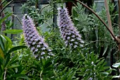 ECHIUM HIERRENSE