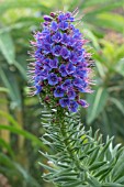 ECHIUM CANDICANS