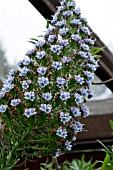 ECHIUM BETHANCOURTIANUM