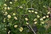 ACACIA VERTICILLATA