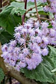 AGERATUM CORYMBOSUM