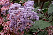 AGERATUM CORYMBOSUM